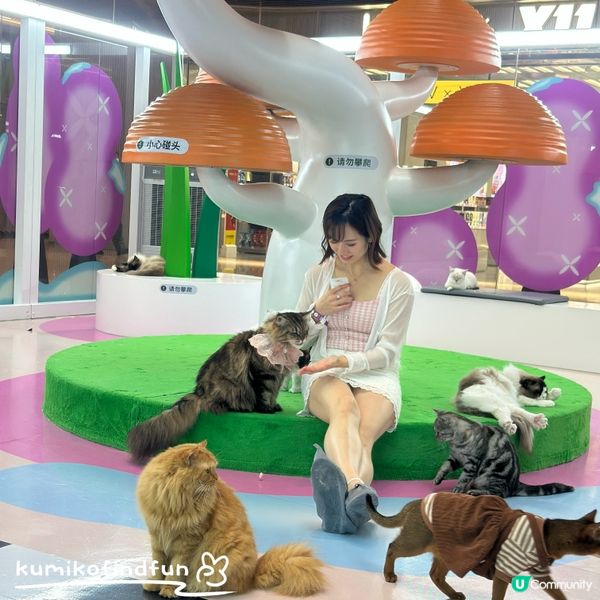 深圳福田超能貓空間🐱  治癒一小時！