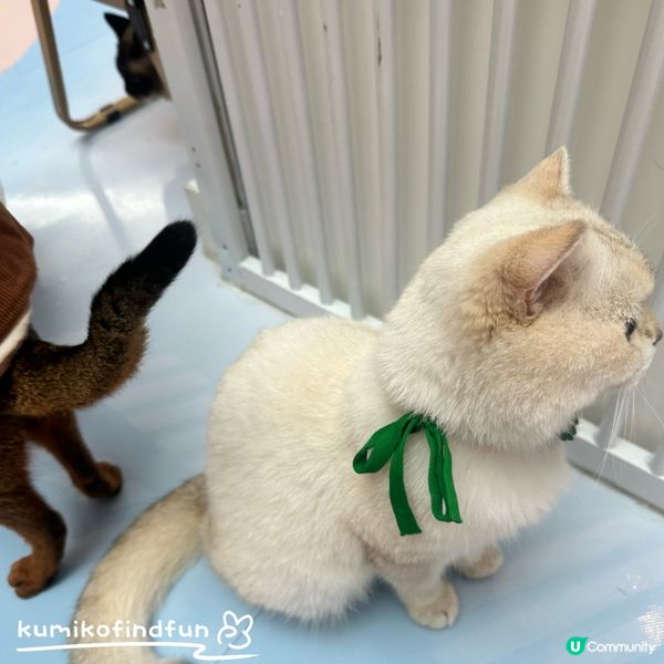 深圳福田超能貓空間🐱  治癒一小時！