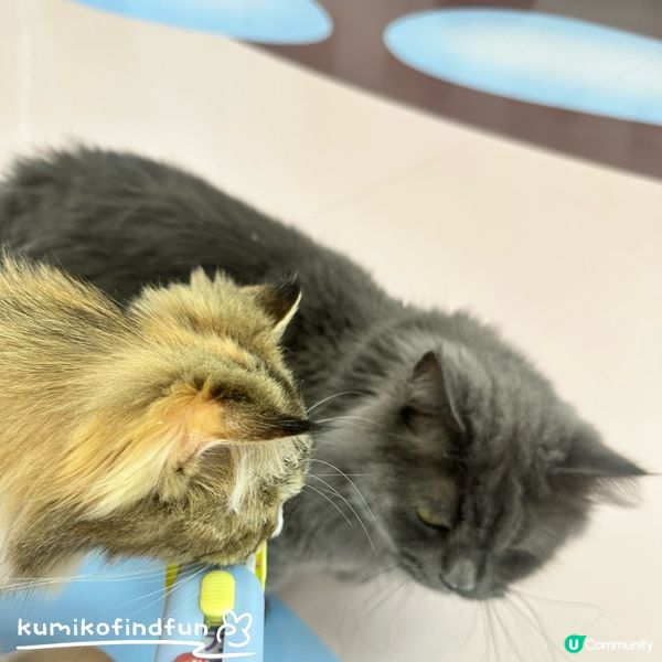 深圳福田超能貓空間🐱  治癒一小時！