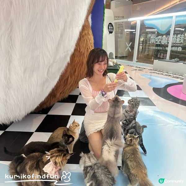 深圳福田超能貓空間🐱  治癒一小時！