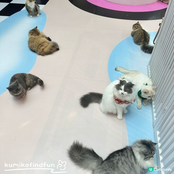 深圳福田超能貓空間🐱  治癒一小時！