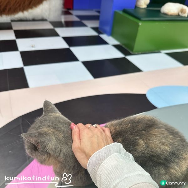 深圳福田超能貓空間🐱  治癒一小時！