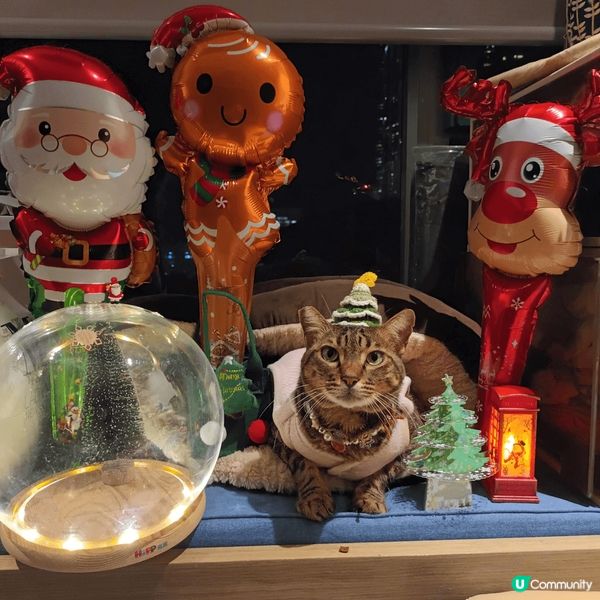 冬天最鍾意同家中主子著衫扮靚， 聖誕節更加可以同一堆聖誕裝飾...