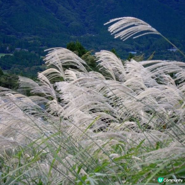 箱根芒草之美