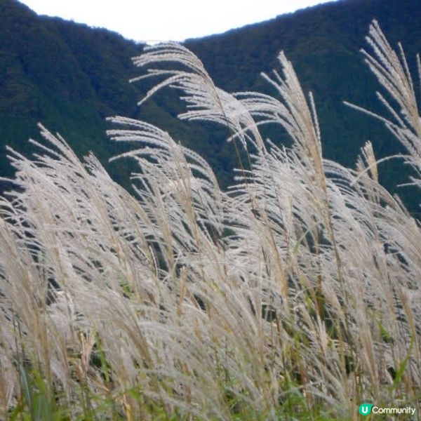 箱根芒草之美