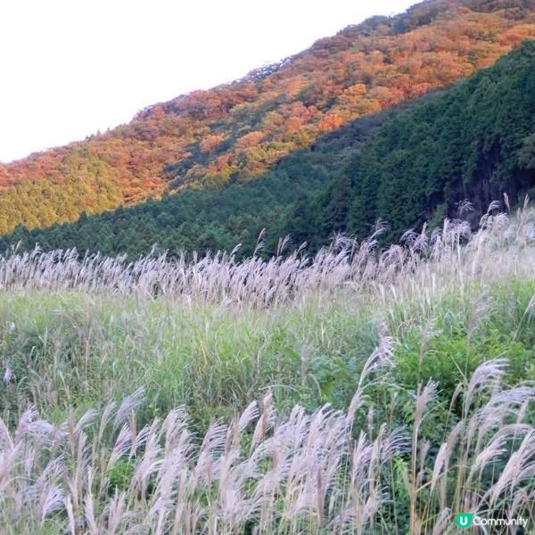 箱根芒草之美