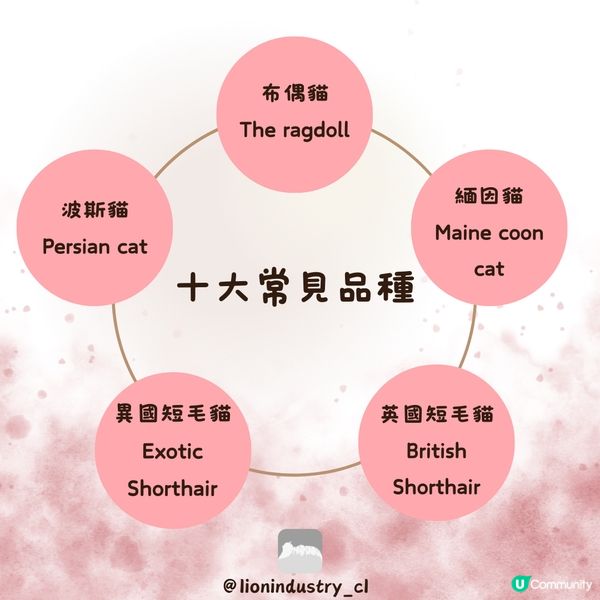 🐈‍⬛🐈‍⬛