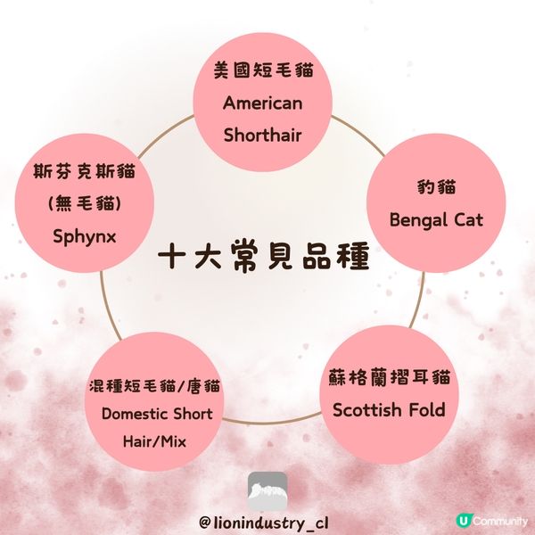 🐈‍⬛🐈‍⬛