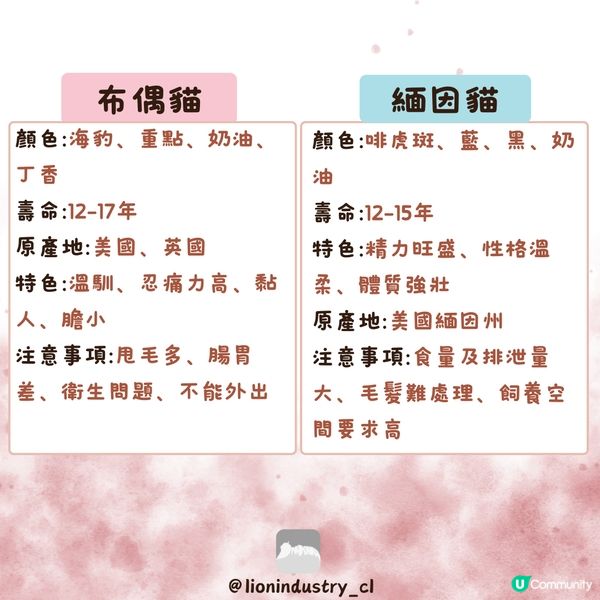 🐈‍⬛🐈‍⬛