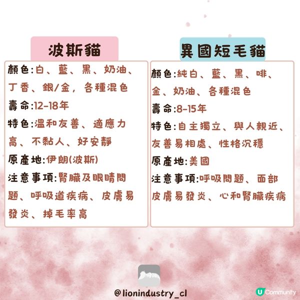 🐈‍⬛🐈‍⬛