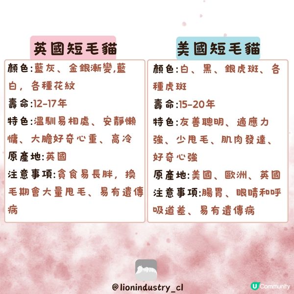 🐈‍⬛🐈‍⬛