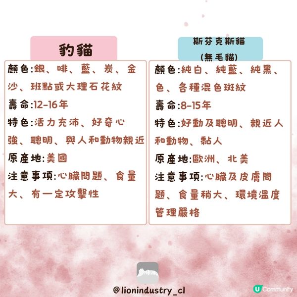 🐈‍⬛🐈‍⬛