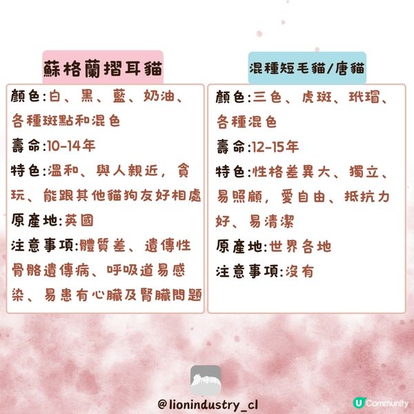 🐈‍⬛🐈‍⬛