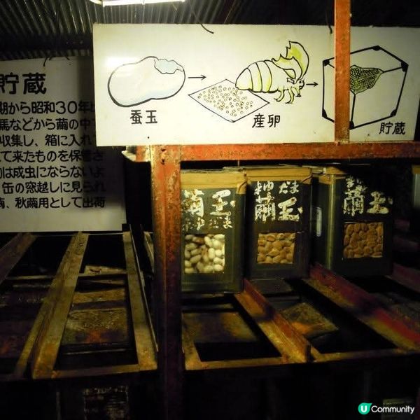 勇闖富岳風穴+鳴澤冰穴