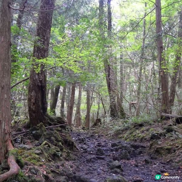 勇闖富岳風穴+鳴澤冰穴