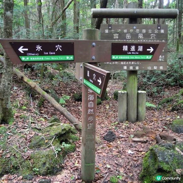 勇闖富岳風穴+鳴澤冰穴