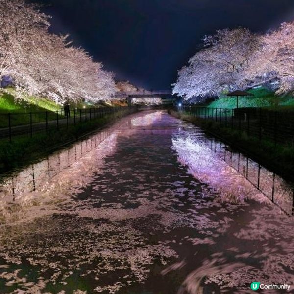 新潟夜櫻🌸 鷲木熟新田賞花去！滿開💯❣️