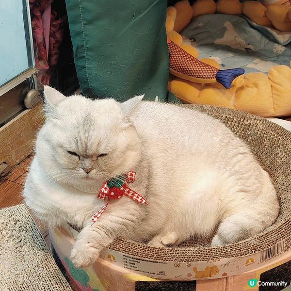 祝湯圓生日快樂😻😻