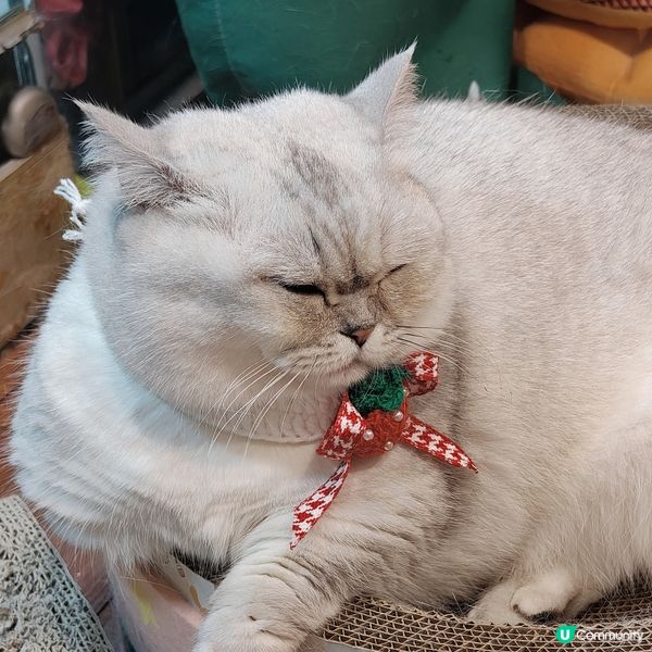 祝湯圓生日快樂😻😻