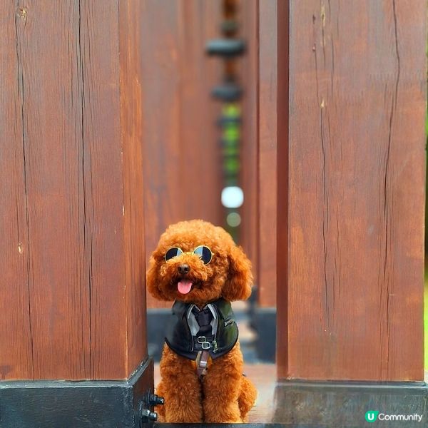 💪🏻 行完2.5公里，獎牌靚到轉轉轉！🤩