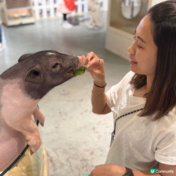 搵番我嘅同類 🐷🐷