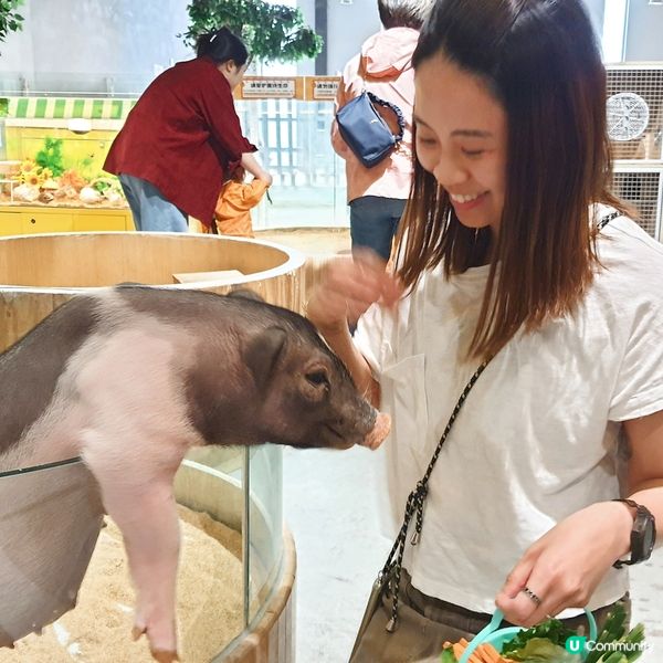 搵番我嘅同類 🐷🐷