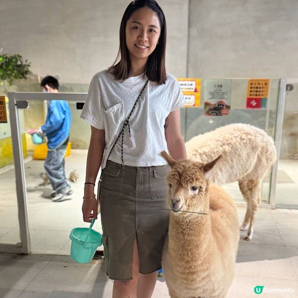 搵番我嘅同類 🐷🐷