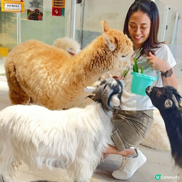 搵番我嘅同類 🐷🐷