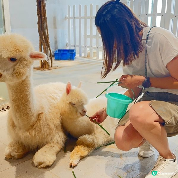 搵番我嘅同類 🐷🐷