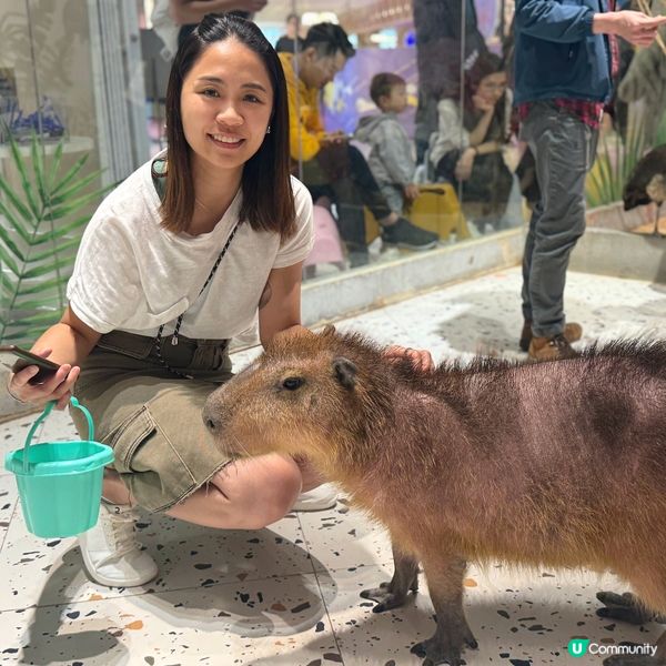 搵番我嘅同類 🐷🐷