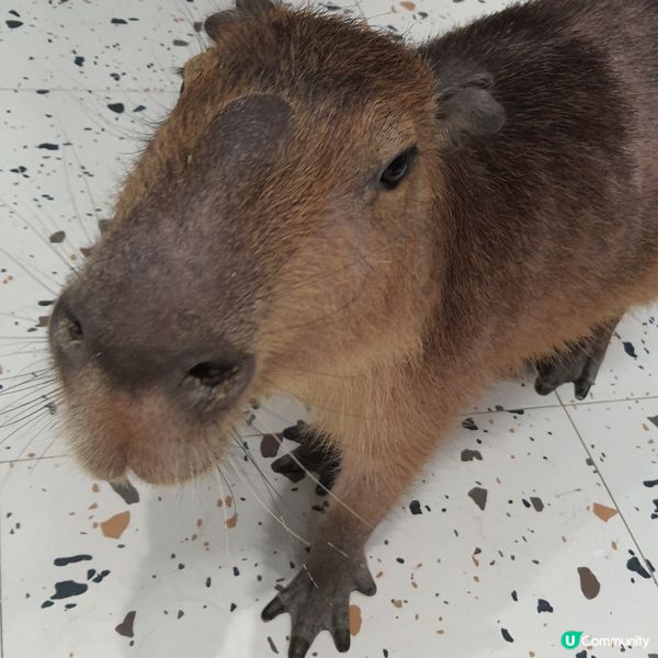 搵番我嘅同類 🐷🐷