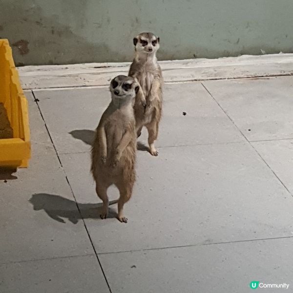 搵番我嘅同類 🐷🐷