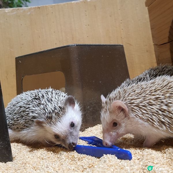 搵番我嘅同類 🐷🐷