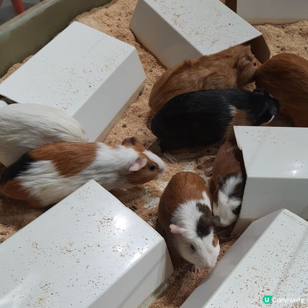 搵番我嘅同類 🐷🐷