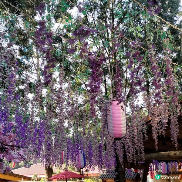 🌸台中必去九族文化村🔥超夢幻紫戀薰衣草打卡一流💜