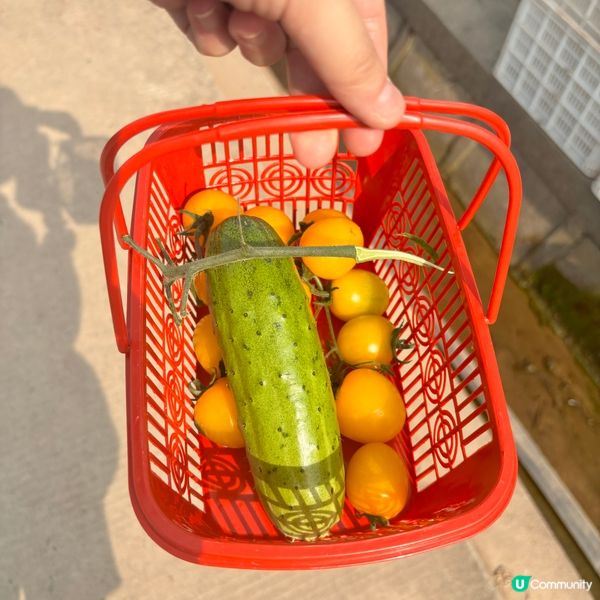 上海5日4夜懶人包