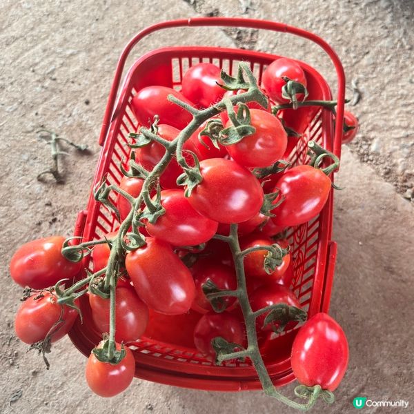 上海5日4夜懶人包