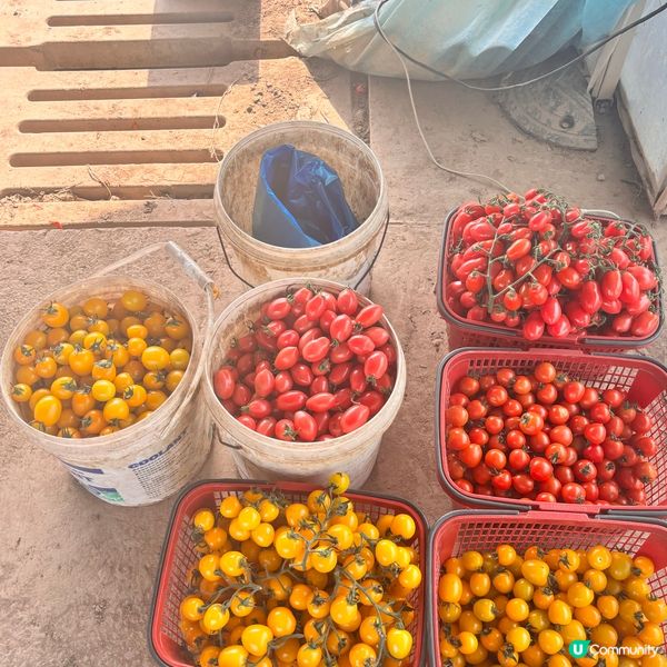 上海5日4夜懶人包