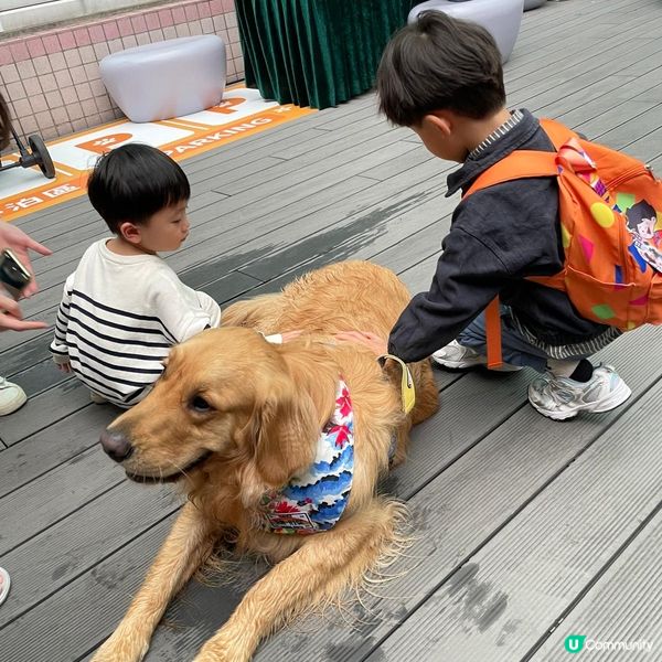 沙田萌寵潑水節