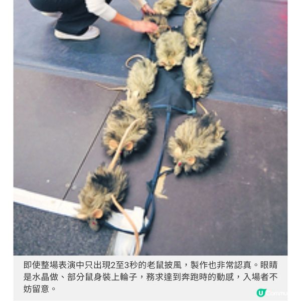 太陽馬戲團5月再訪香江 美國率先直擊 《KOOZA》揭秘製作