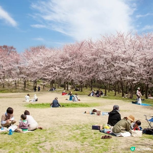 新潟🌸鳥屋野潟公園櫻花滿開！