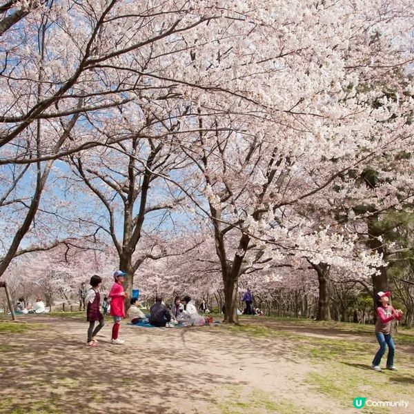 新潟🌸鳥屋野潟公園櫻花滿開！