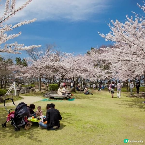 新潟🌸鳥屋野潟公園櫻花滿開！