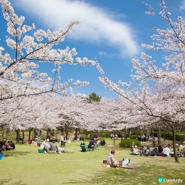 新潟🌸鳥屋野潟公園櫻花滿開！