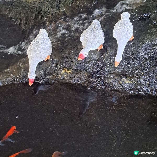 不會吃魚之鴨兒