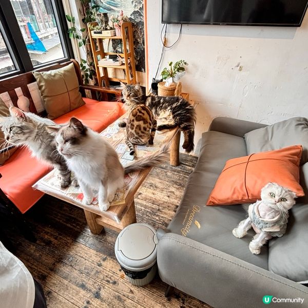 上海朱家角古鎮半日遊