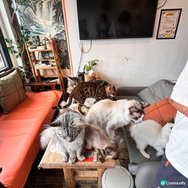 上海朱家角古鎮半日遊