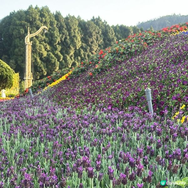 🏰台中必去超靚打卡熱點🔥九族文化村歐式花園超華麗💜