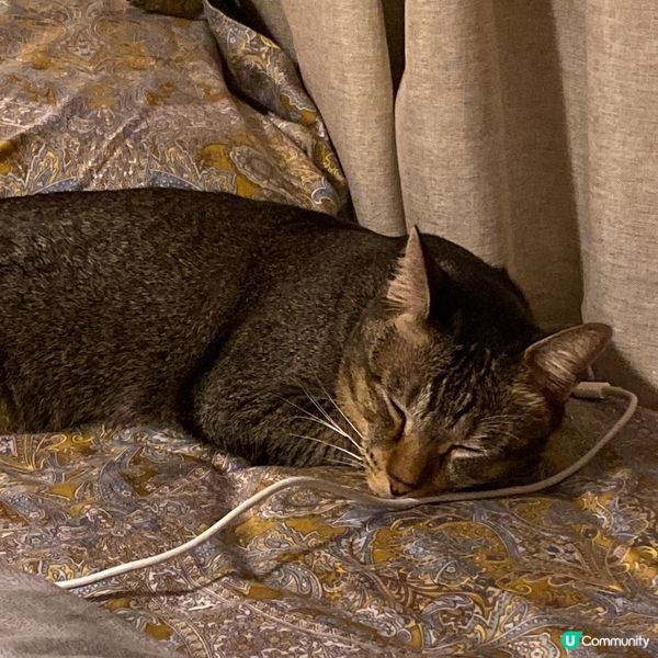 記錄貓貓日常😘