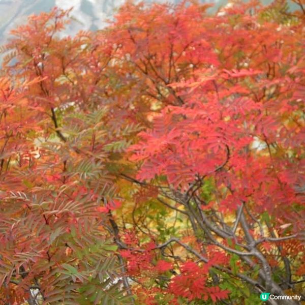 日版阿爾卑斯小瑞士🤩立山黑部🤗